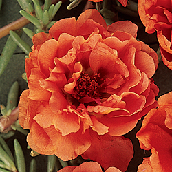 Tequila Orange Portulaca Seeds