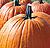 Extra Large Pumpkin Select Seeds