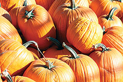 Gladiator Pumpkin Seeds