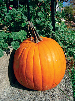 Large Pumpkin Select Seeds