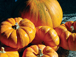 Small Pumpkin Select Seeds