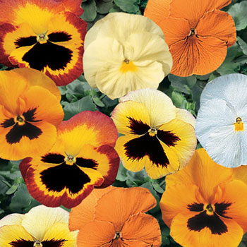 Delta Premium Pumpkin Pie Mix F1 Pansy Seeds