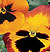 Delta Premium Pumpkin Pie Mix F1 Pansy Seeds
