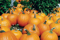 Sorcerer F1 Pumpkin Seeds