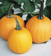 Spookie Pumpkin Seeds