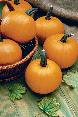 Medium Pumpkin Select Seeds
