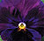 Delta Pure Violet F1 Pansy Seeds