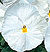 Delta Premium Pure White F1 Pansy Seeds