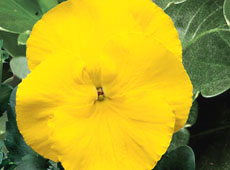 Delta Premium Pure Yellow F1 Pansy Seeds