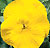 Delta Premium Pure Yellow F1 Pansy Seeds