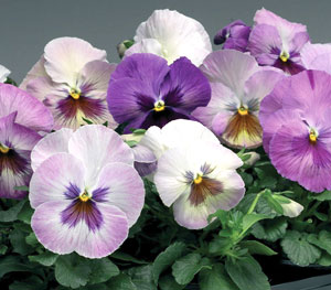 Delta Premium Purple Medley F1 Pansy Seeds