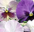 Delta Premium Purple Medley F1 Pansy Seeds