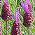 Purple Ribbons Lavender Seeds