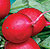 Champion Radish Seeds