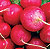Cherry Belle Radish Seeds