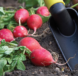 Red Crystal Radish Seeds