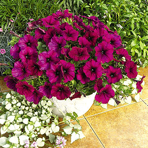 Ramblin Burgundy Chrome F1 Petunia Seeds