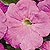 Ramblin Lavender F1 Petunia Seeds