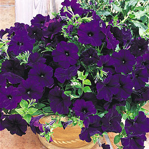 Ramblin NuBlue F1 Petunia Seeds
