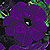 Ramblin NuBlue F1 Petunia Seeds