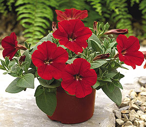 Ramblin Red F1 Petunia Seeds