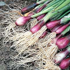 Red Baron Bunching Onion Seeds
