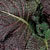 Red Giant Mustard Green Seeds