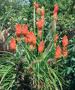 Red Hot Poker Mix Seeds