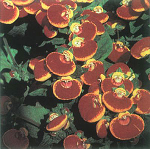 Red Orange Sunset Pocketbook Plant Seeds