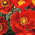 Red Sails Iceland Poppy Seeds