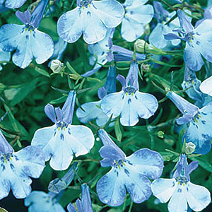 Riveria Blue Splash Lobelia Seeds