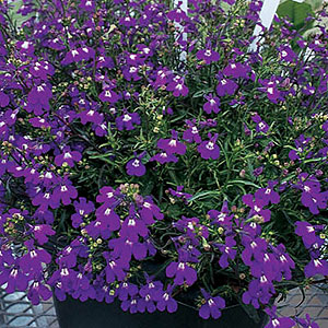 Regatta Sapphire Lobelia Seeds