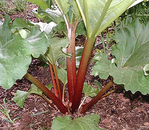 Victoria Rhubarb Seeds