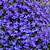 Riveria Marine Blue Lobelia Seeds