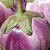 Rosa Bianca Eggplant Seeds