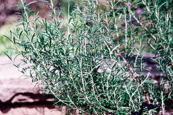 Gourmet Select Rosemary Seeds