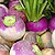 Royal Crown F1 Turnip Seeds