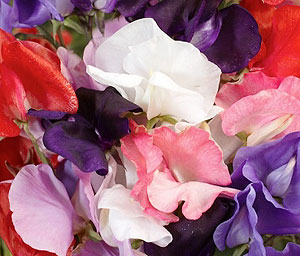 Royal Family Mix Sweet Pea Seeds
