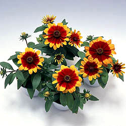 Becky Cinnamon Bicolor Rudbeckia Seeds