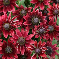 Cherry Brandy Rudbeckia Seeds