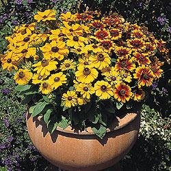 Toto Mix Rudbeckia Seeds