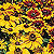 Toto Mix Rudbeckia Seeds