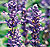 Evolution Violet Salvia Seeds