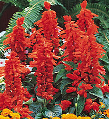 Red Salvia Select Seeds