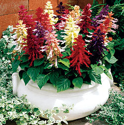 Salsa Mix Salvia Seeds