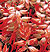 Sizzler Red Stripe Salvia Seeds