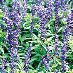 Blue Salvia Select Seeds