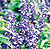Victoria Blue Salvia Seeds