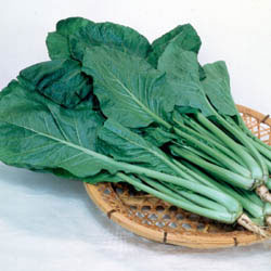 Savannah F1 Mustard Green Seeds