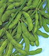 Sayamusume Edamame Seeds